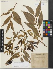 Foto von Salix fragilis L. x Salix pentandra L.